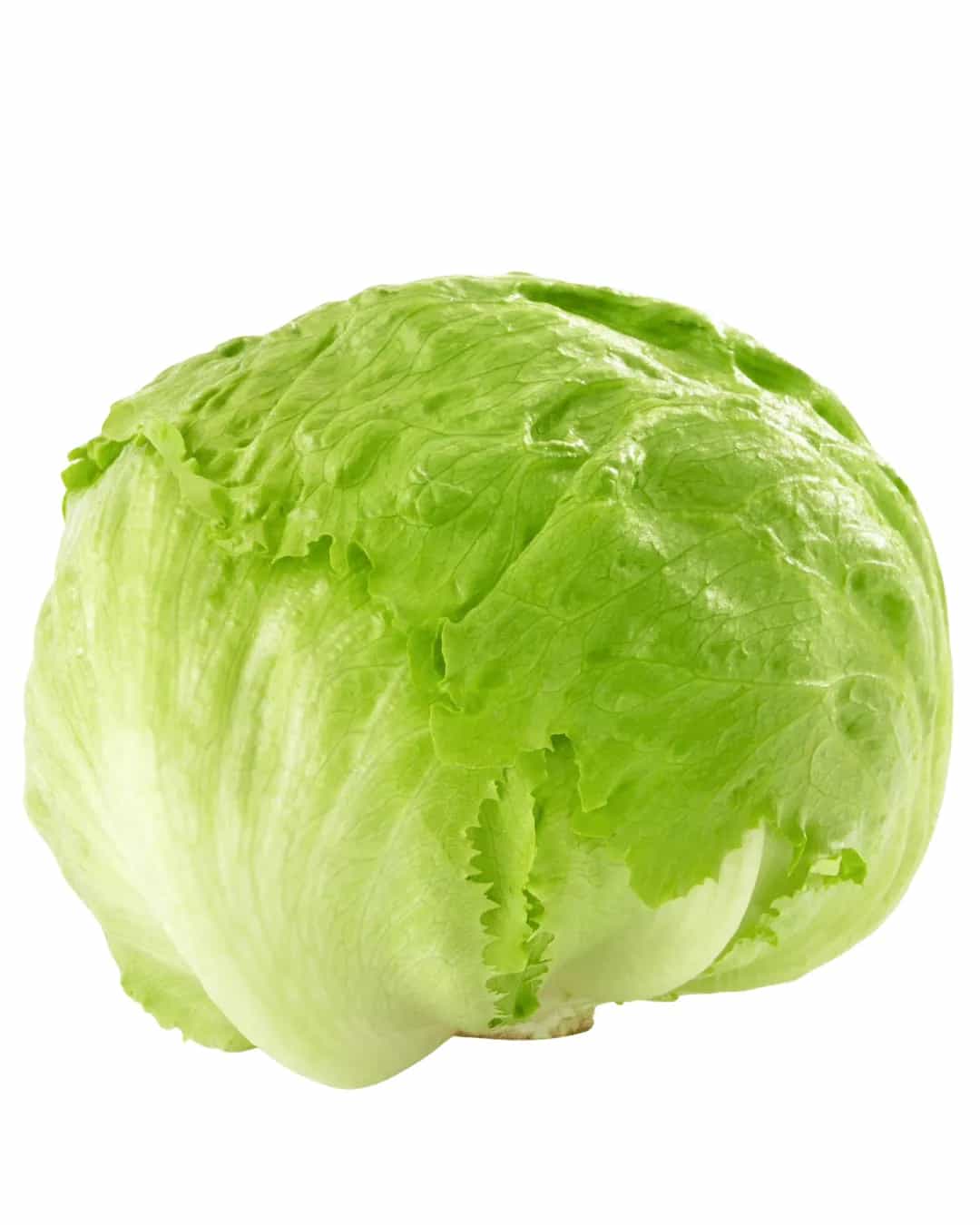 Lettuce Head - Food Fair